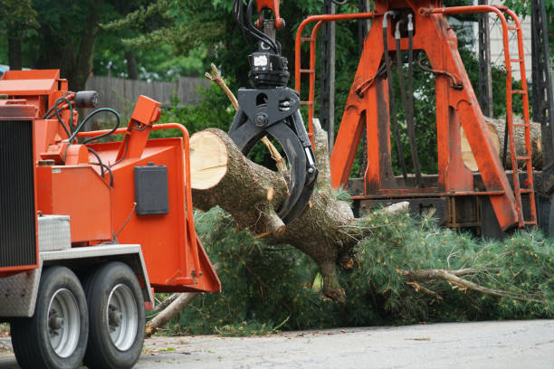 Tree and Shrub Care in Wallenpaupack Lake Estates, PA