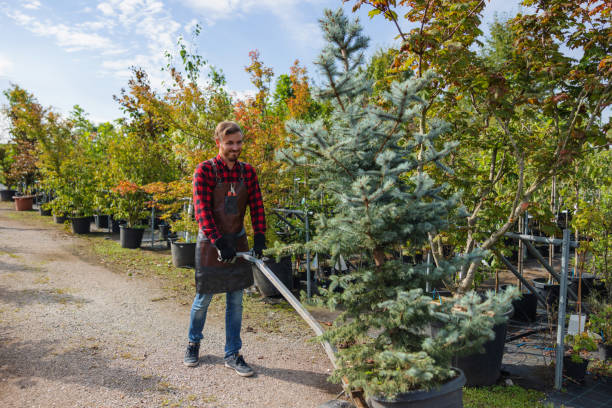 Why Choose Our Tree Removal Services in Wallenpaupack Lake Estates, PA?